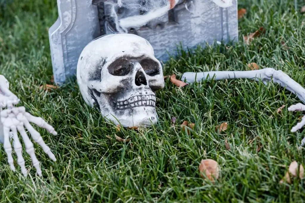 Skull and skeleton bones in grass
