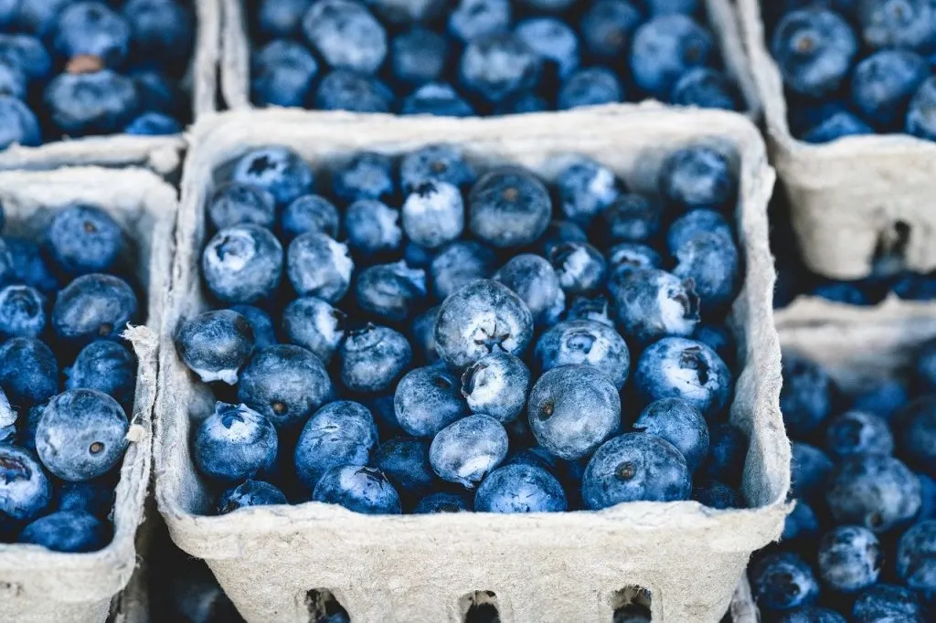fresh blueberries in paper baskets