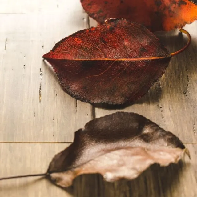 fall leaves on hardwood floor