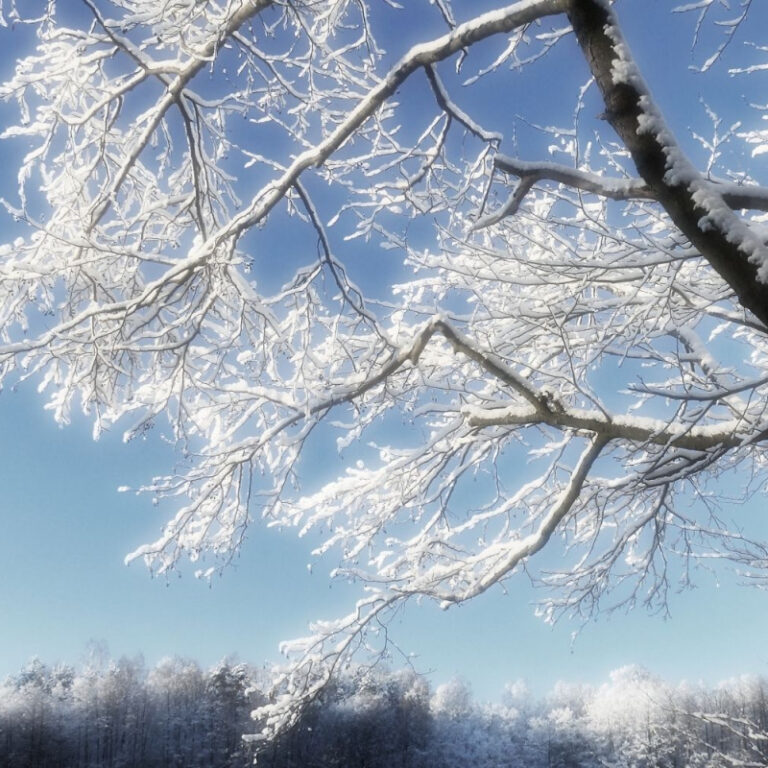 tree in winter