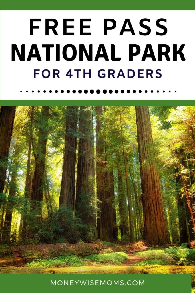Redwoods in National Park