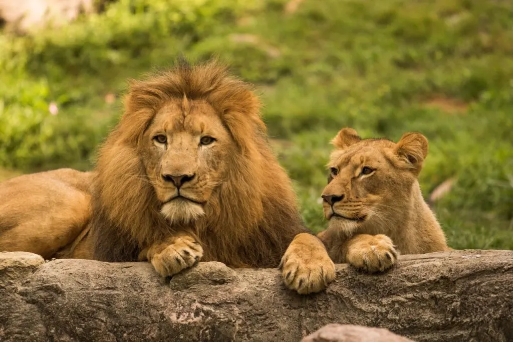Lion and cub in the park - Busch Gardens Tampa Bay
