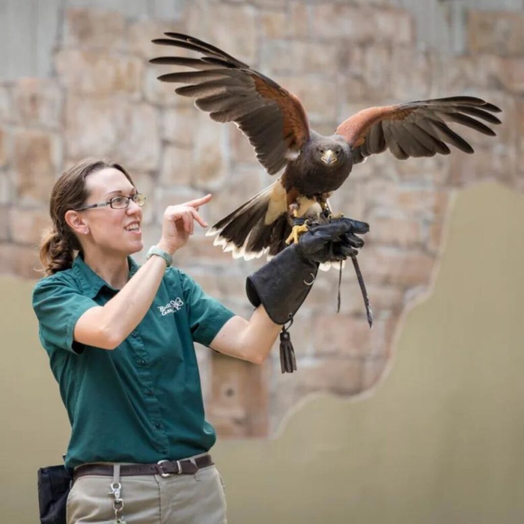 2024-free-busch-gardens-preschool-pass-moneywise-moms-easy-family