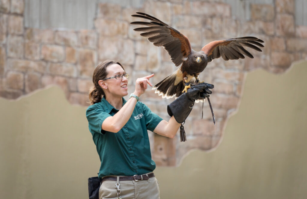 Bird of prey with handler at Busch Gardens Tampa Bay