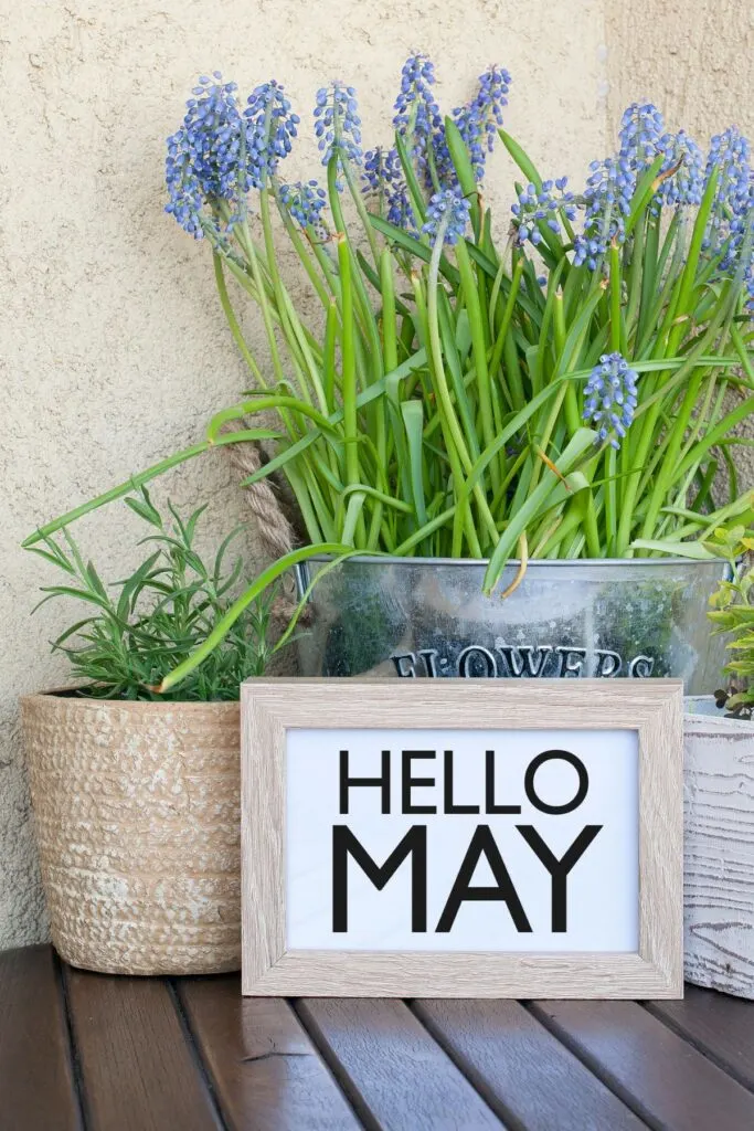 Hello May sign with bucket of flowers - free printable calendar May 2023