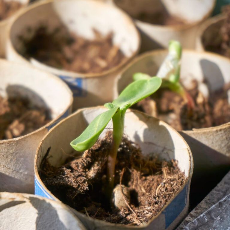 seedlings in toilet paper rolls