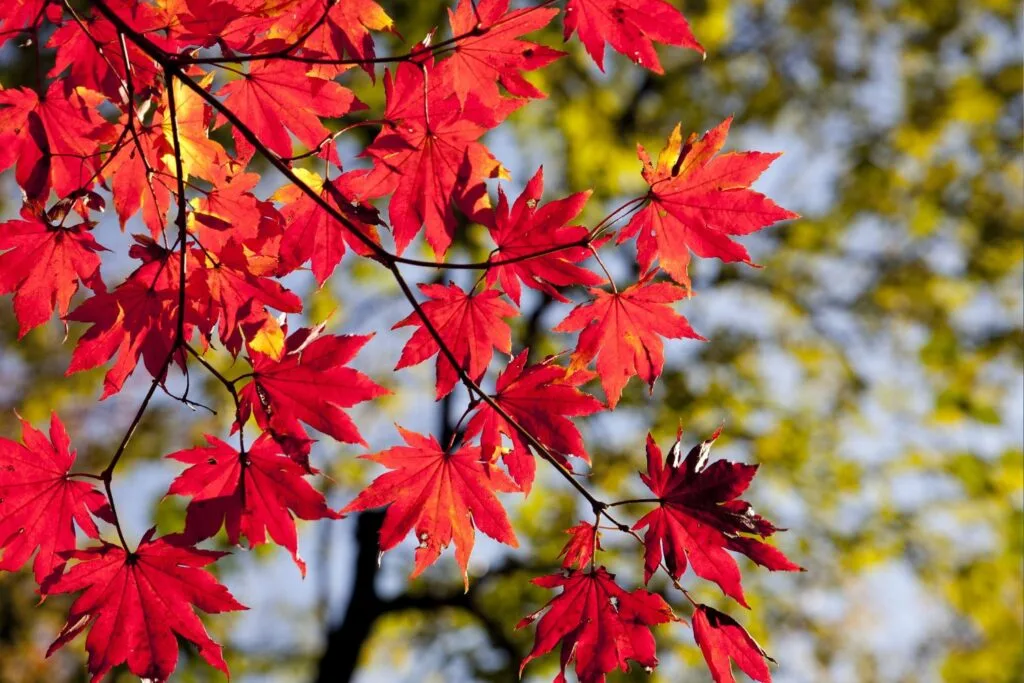 maple leaves