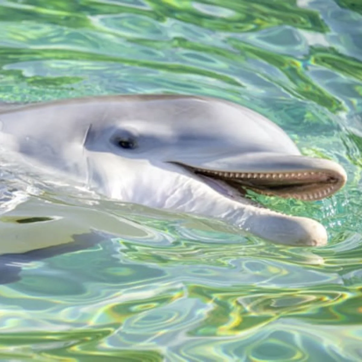 Dolphin at Sea World