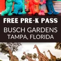 Sesame Street characters and giraffes at Busch Gardens Tampa Florida